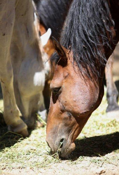Faytonlardan çekilen atlara özel ilgi