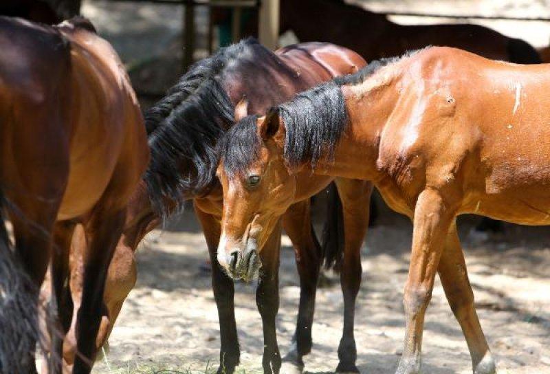 Faytonlardan çekilen atlara özel ilgi