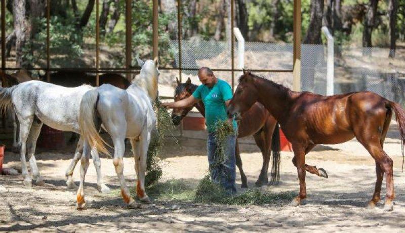 Faytonlardan çekilen atlara özel ilgi