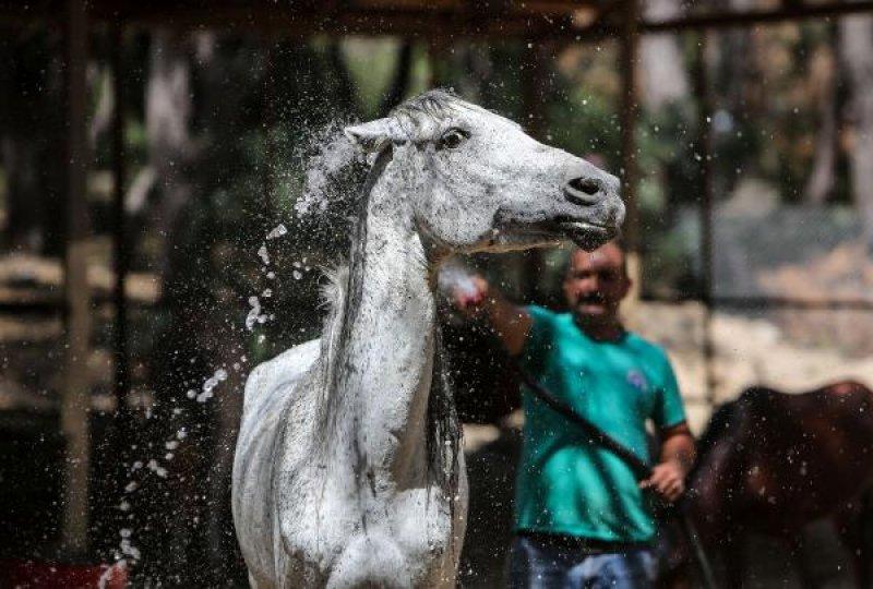 Faytonlardan çekilen atlara özel ilgi