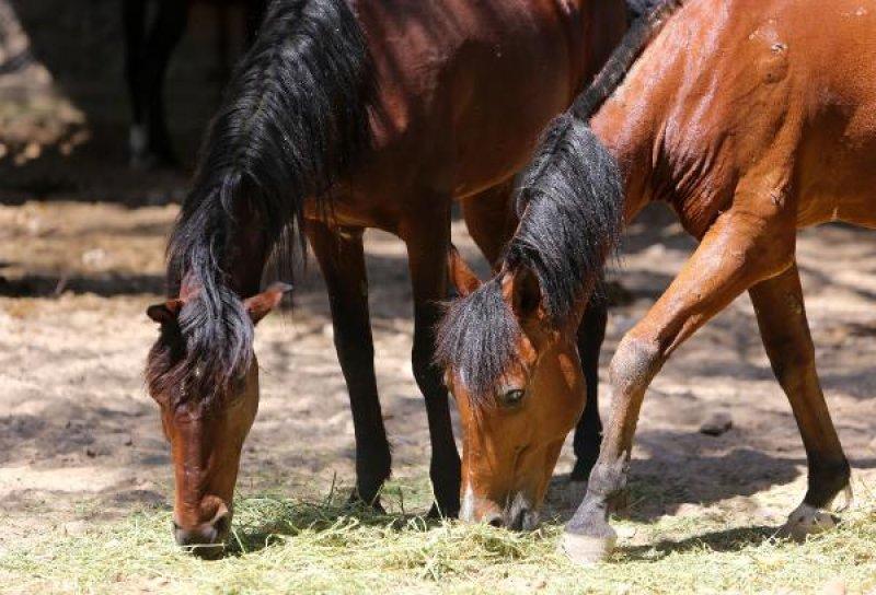 Faytonlardan çekilen atlara özel ilgi