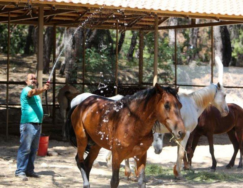 Faytonlardan çekilen atlara özel ilgi