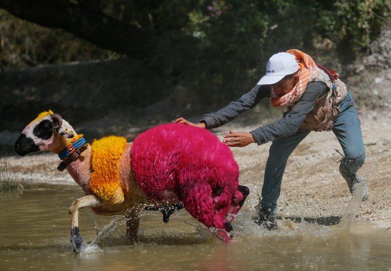 846. Sudan Koyun Geçirme Yarışması