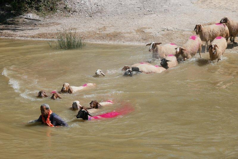 846. Sudan Koyun Geçirme Yarışması