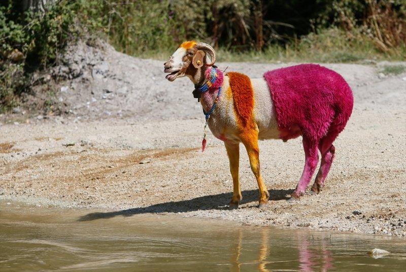 846. Sudan Koyun Geçirme Yarışması