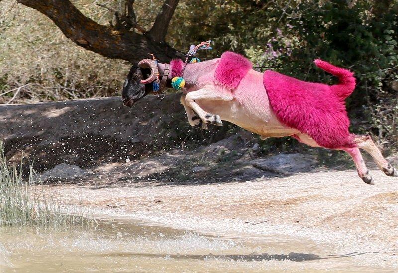 846. Sudan Koyun Geçirme Yarışması