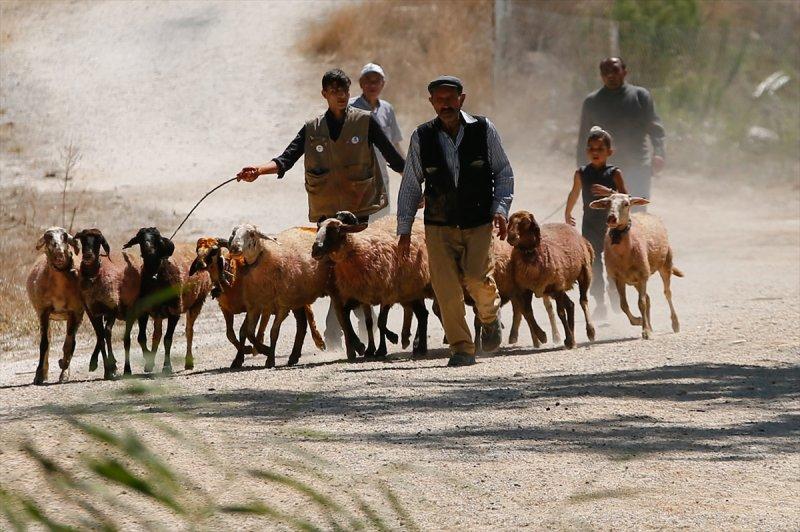 846. Sudan Koyun Geçirme Yarışması