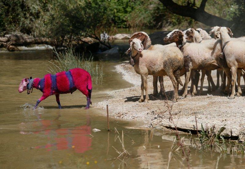 846. Sudan Koyun Geçirme Yarışması