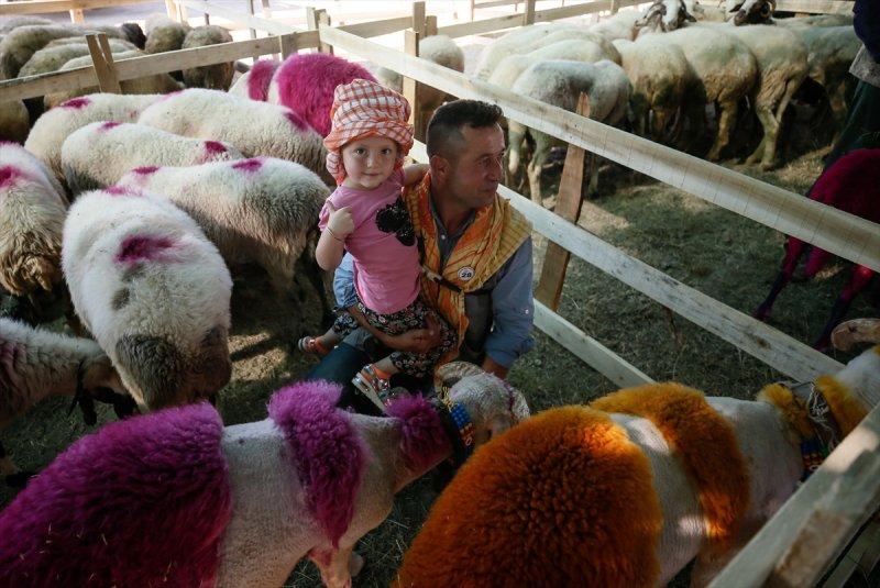 846. Sudan Koyun Geçirme Yarışması