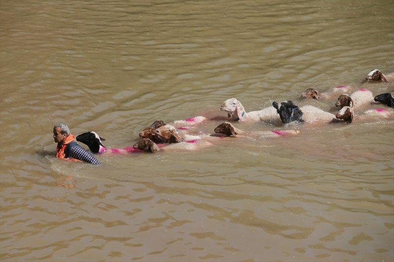 846. Sudan Koyun Geçirme Yarışması