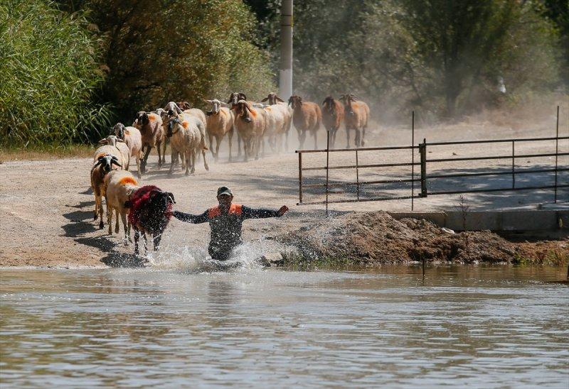846. Sudan Koyun Geçirme Yarışması