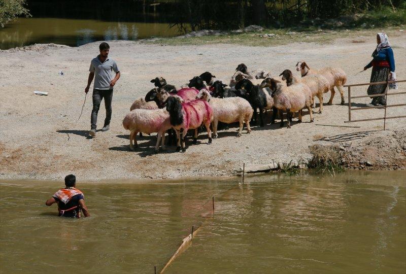 846. Sudan Koyun Geçirme Yarışması
