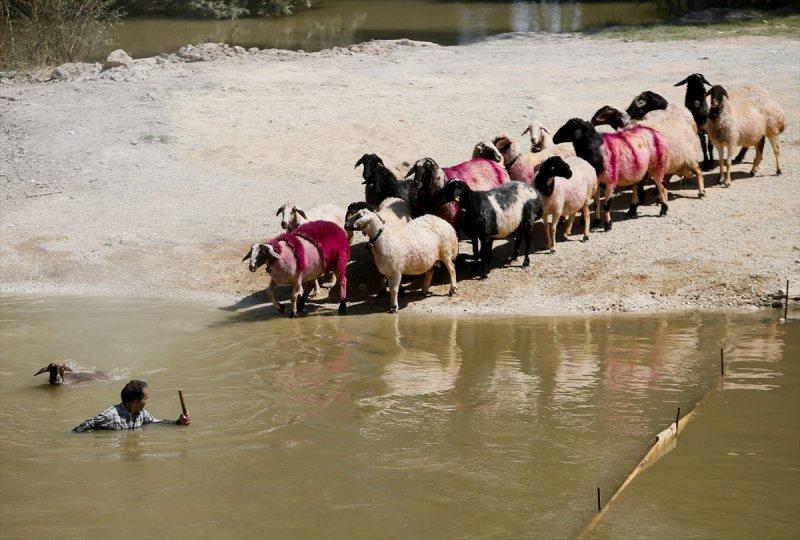 846. Sudan Koyun Geçirme Yarışması