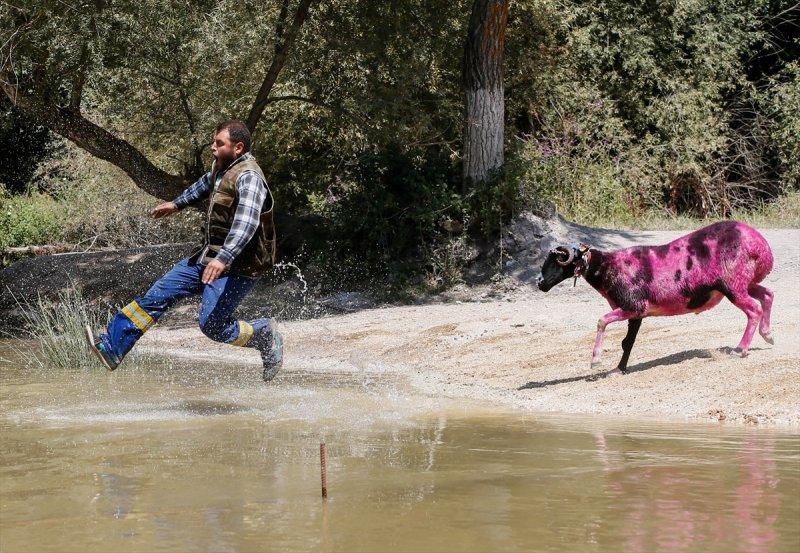 846. Sudan Koyun Geçirme Yarışması