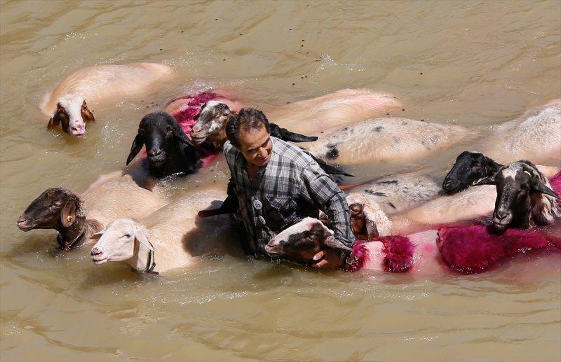 846. Sudan Koyun Geçirme Yarışması