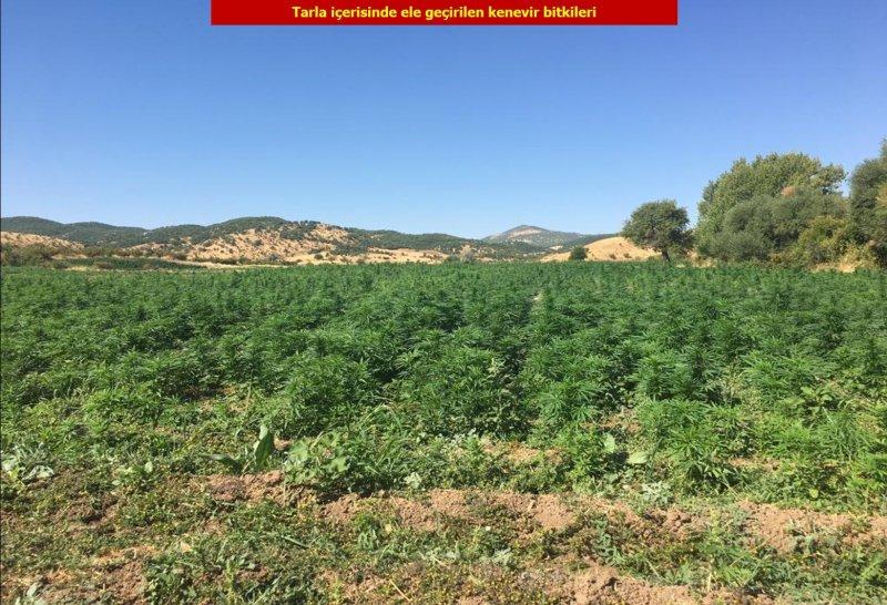 Diyarbakır'da 6 milyon kök Hint keneviri ele geçirildi