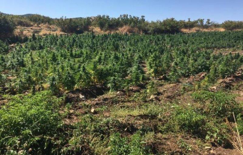 Diyarbakır'da 6 milyon kök Hint keneviri ele geçirildi