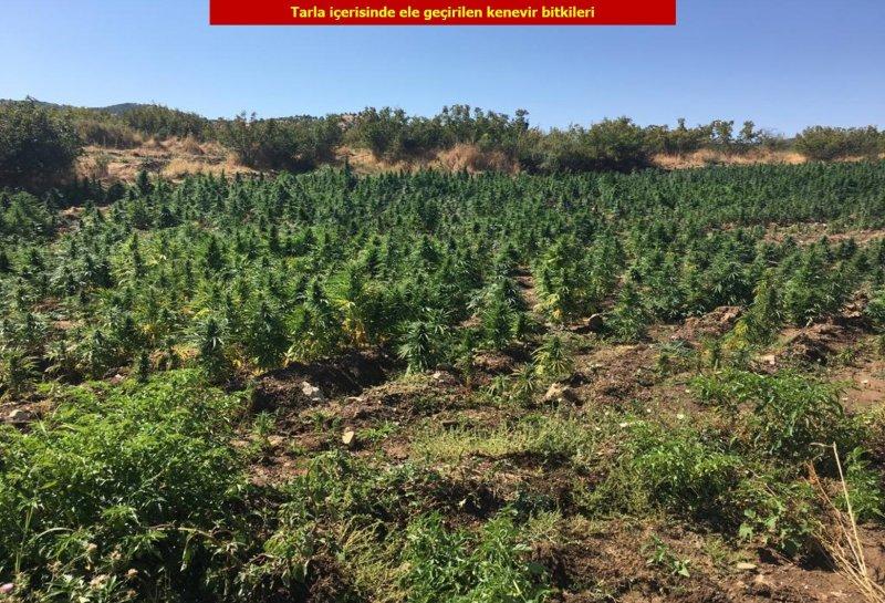 Diyarbakır'da 6 milyon kök Hint keneviri ele geçirildi