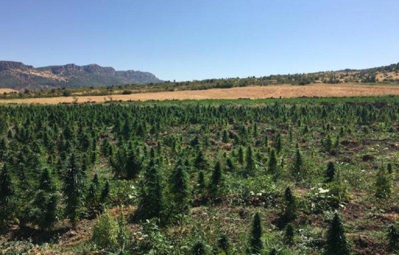 Diyarbakır'da 6 milyon kök Hint keneviri ele geçirildi