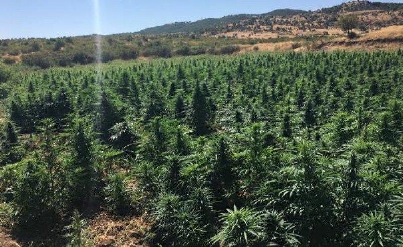 Diyarbakır'da 6 milyon kök Hint keneviri ele geçirildi