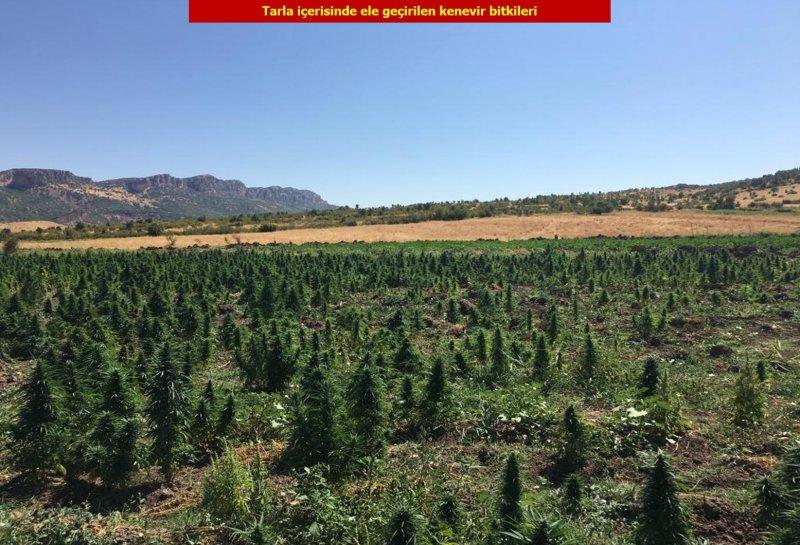 Diyarbakır'da 6 milyon kök Hint keneviri ele geçirildi