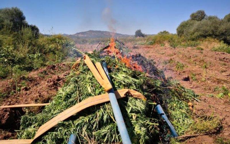 Diyarbakır'da 6 milyon kök Hint keneviri ele geçirildi