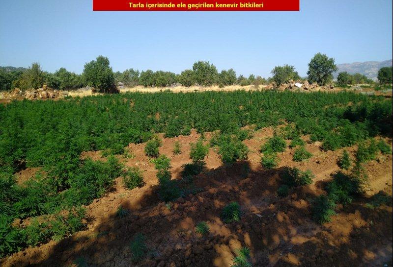 Diyarbakır'da 6 milyon kök Hint keneviri ele geçirildi