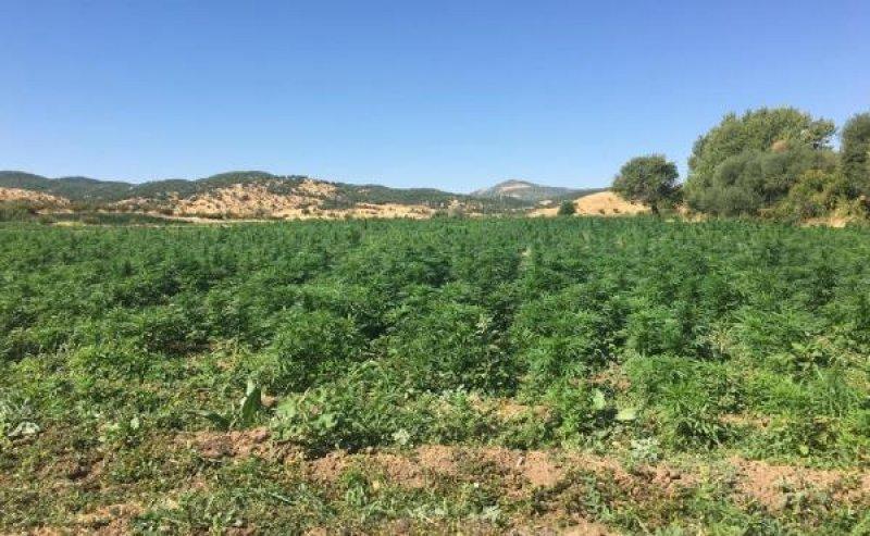 Diyarbakır'da 6 milyon kök Hint keneviri ele geçirildi