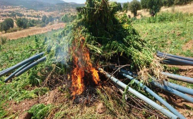 Diyarbakır'da 6 milyon kök Hint keneviri ele geçirildi