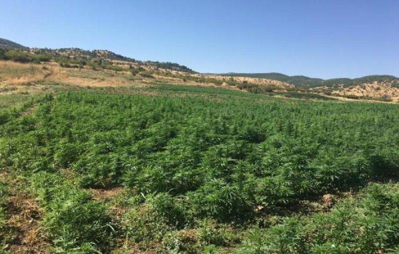 Diyarbakır'da 6 milyon kök Hint keneviri ele geçirildi