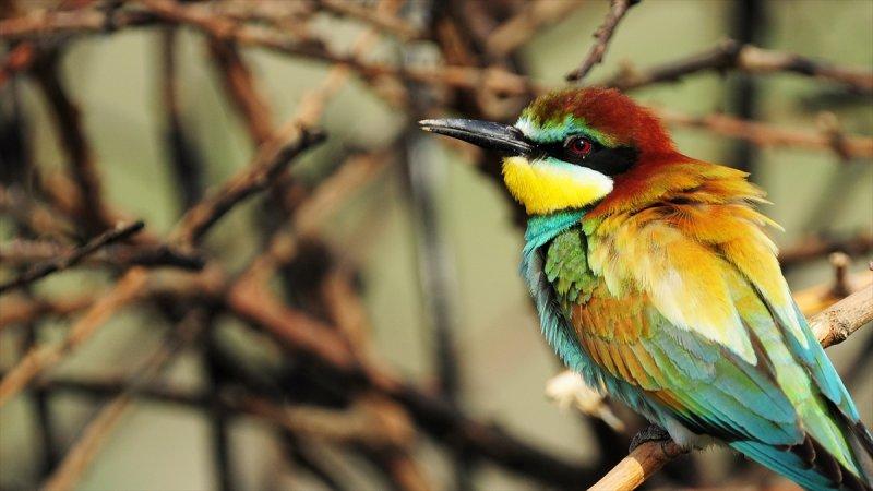 Trakya'daki yaban hayatı görüntülendi