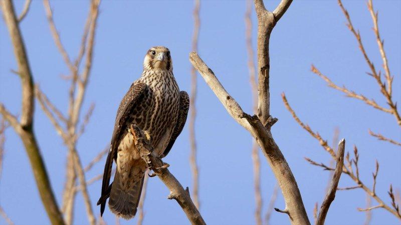 Trakya'daki yaban hayatı görüntülendi
