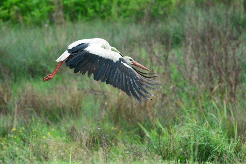 Trakya'daki yaban hayatı görüntülendi
