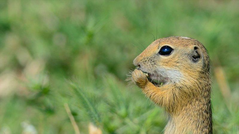 Trakya'daki yaban hayatı görüntülendi