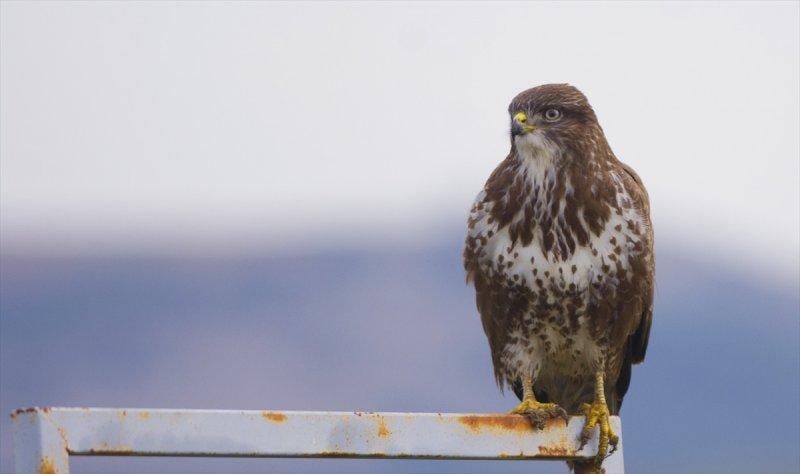 Trakya'daki yaban hayatı görüntülendi