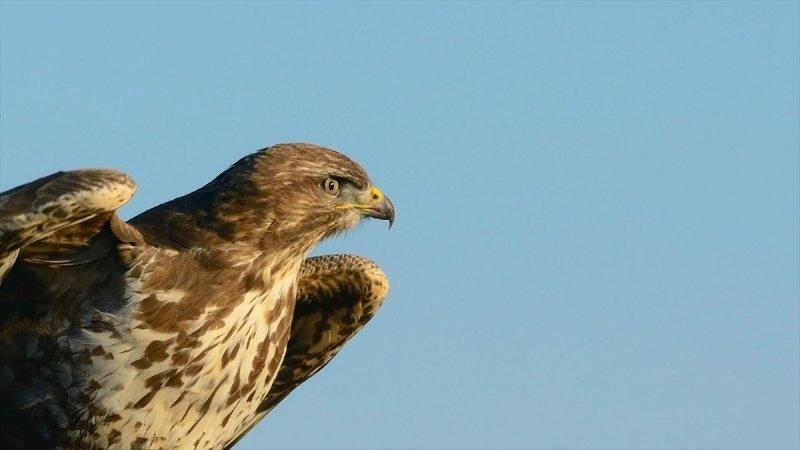 Trakya'daki yaban hayatı görüntülendi