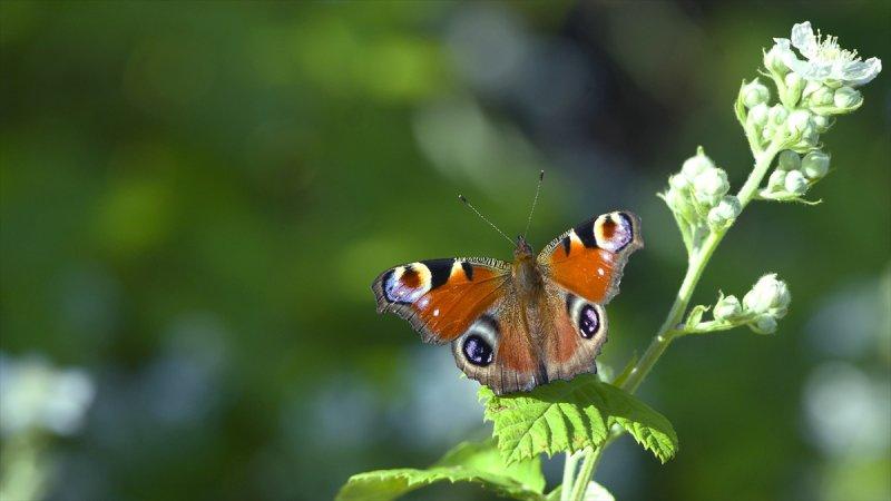 Trakya'daki yaban hayatı görüntülendi