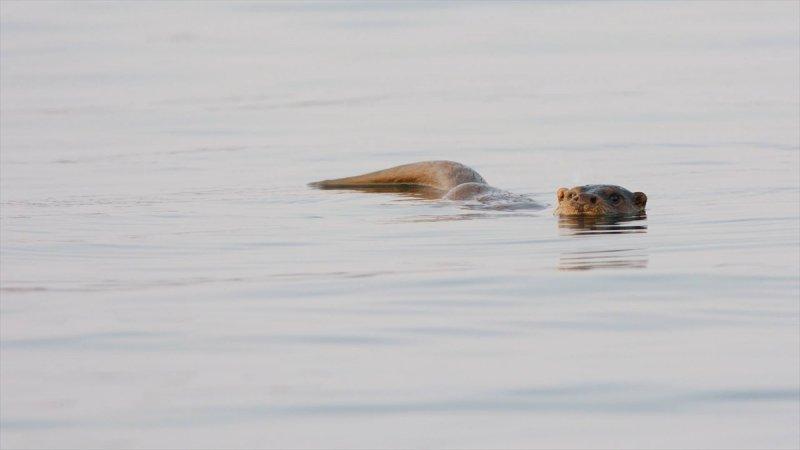 Trakya'daki yaban hayatı görüntülendi