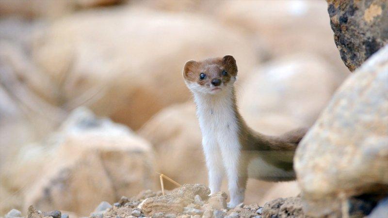 Trakya'daki yaban hayatı görüntülendi