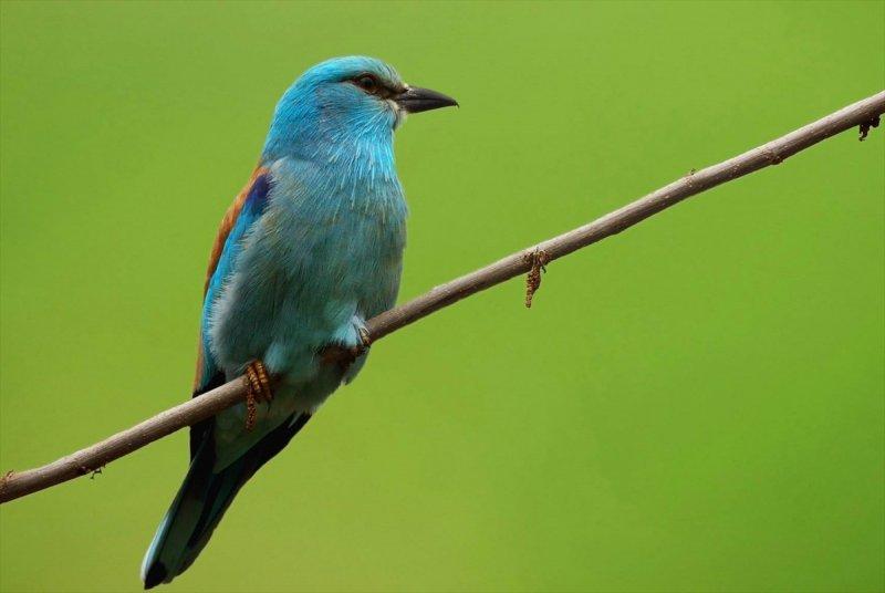 Trakya'daki yaban hayatı görüntülendi