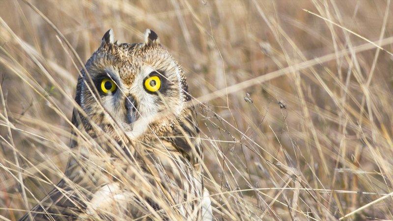 Trakya'daki yaban hayatı görüntülendi