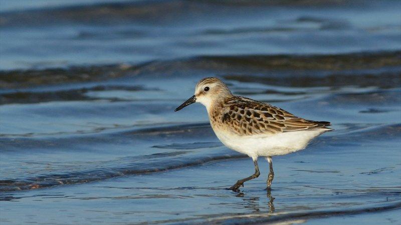 Trakya'daki yaban hayatı görüntülendi