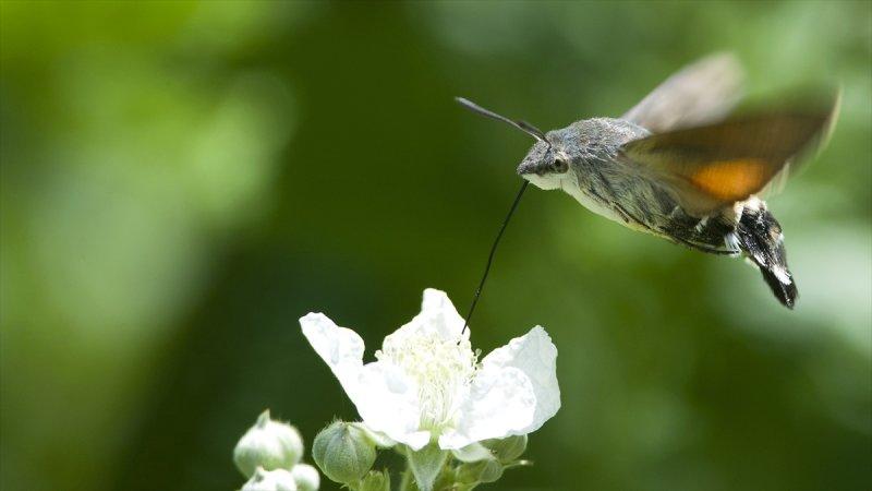 Trakya'daki yaban hayatı görüntülendi