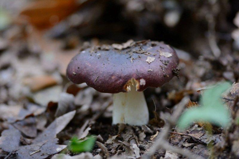 Trakya'daki yaban hayatı görüntülendi