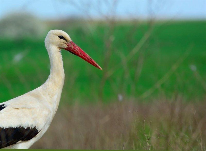 Trakya'daki yaban hayatı görüntülendi