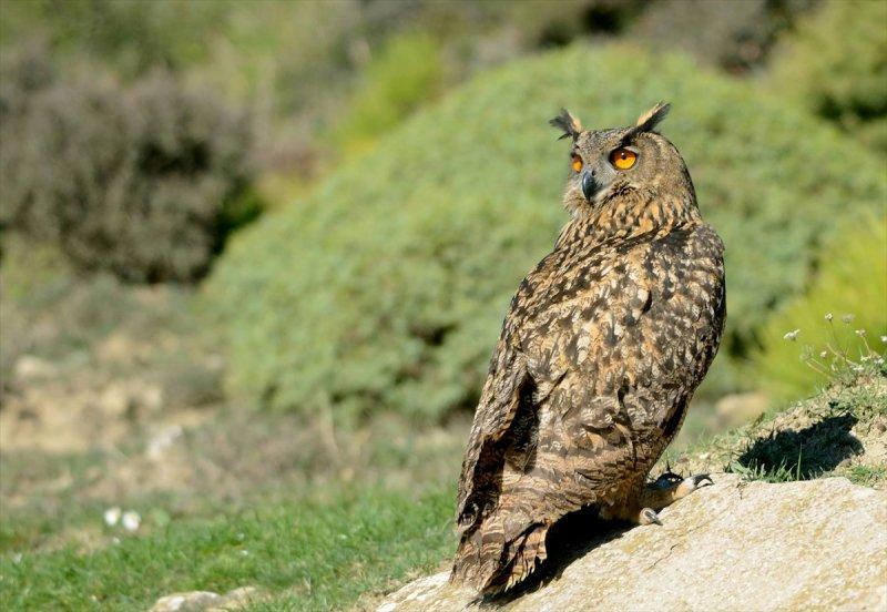 Trakya'daki yaban hayatı görüntülendi