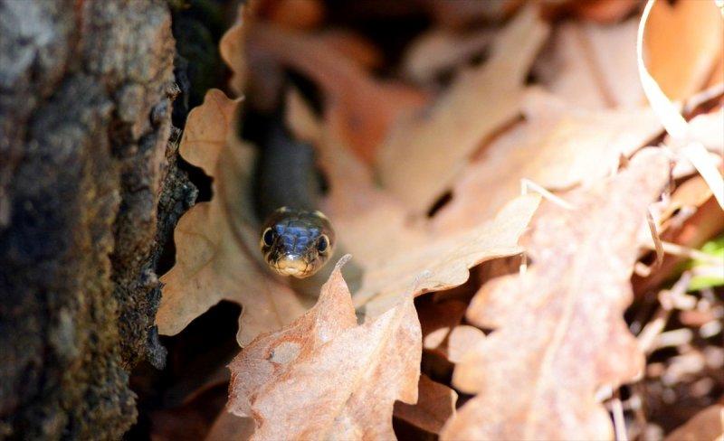 Trakya'daki yaban hayatı görüntülendi