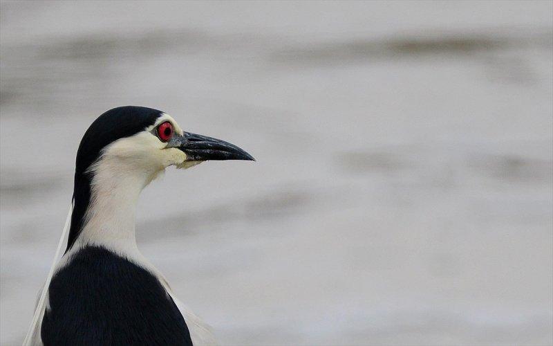 Trakya'daki yaban hayatı görüntülendi