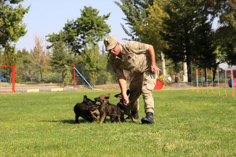 Jandarma ortaklarını sevgiyle büyütüyor