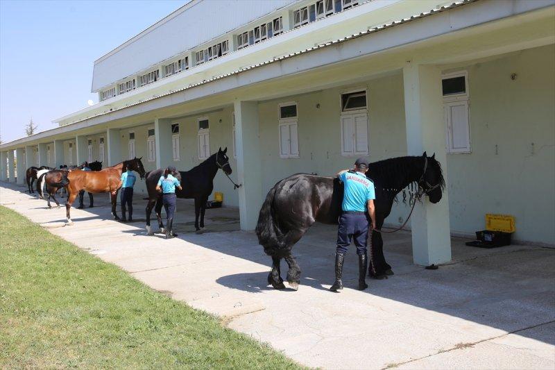 Jandarma ortaklarını sevgiyle büyütüyor